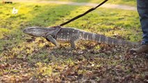 Huge Pet Lizard Allowed Back into Park... If He Stays on a Leash
