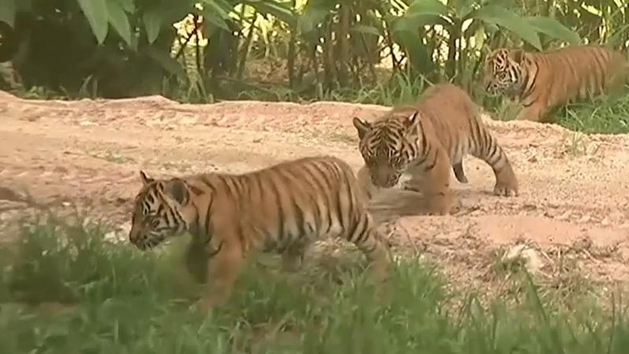 Watch: Rare Sumatran tiger cubs make debut at Sydney zoo