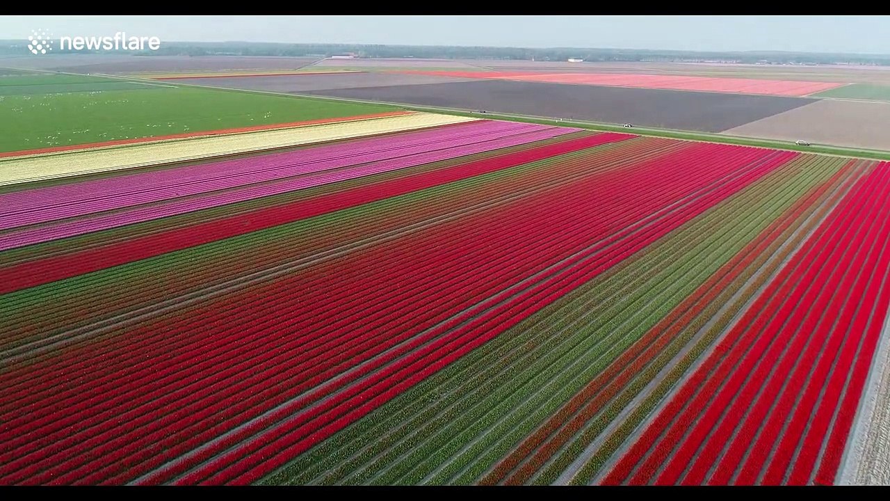 Amazing display of colourful tulips filmed in Netherland fields