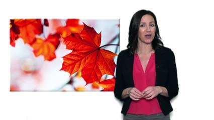 Discover Your Marijuana Seed Options in Canada!