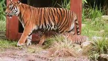 Rare Sumatran tiger cubs make public debut at Sydney zoo