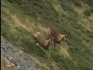 Isards des pyrénées