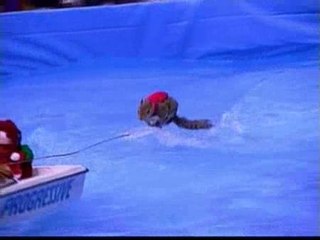 La ardilla que practica esquí acuático