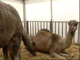 Polémica por el uso de animales en los circos