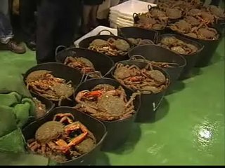 Las primeras centollas llegan a los puertos de Galicia
