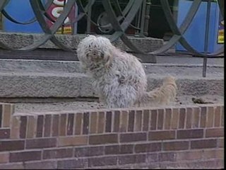 Hasta 1.500 euros por no recoger los excrementos caninos