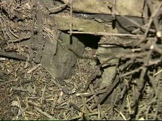 La Guardia Civil localiza un 'buzón' de ETA en Berango