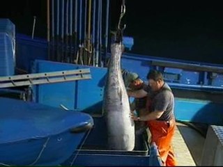 Pescan un atún rojo de 322 kilos