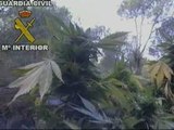 Encuentran una plantación con 2000 arbustos de marihuana en Valencia