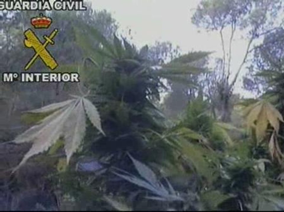 Encuentran una plantación con 2000 arbustos de marihuana en Valencia