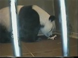 Nace el primer panda japonés desde 1988