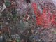 Miles de personas celebran con el chupinazo el inicio de la Semana Grande de Bilbao