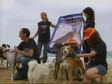 La asociación 'El Refugio' pide que se habiliten zonas especiales en las playas para llevar a los perros