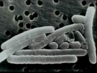 El FBI cierra el caso ántrax y considera único culpable a un científico fallecido