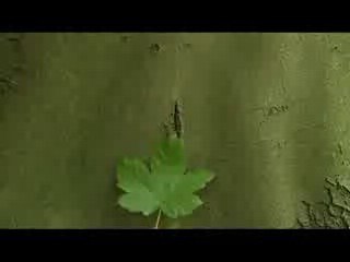 greenpeace muestra un &#039;video de erotismo vegetal&#039; para luchar contra la tala forestal