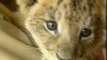 Tres cachorros de león se convierten en las estrellas de un zoo japonés