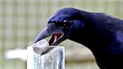 The Incredible Intelligence of Crows - Full Documentary