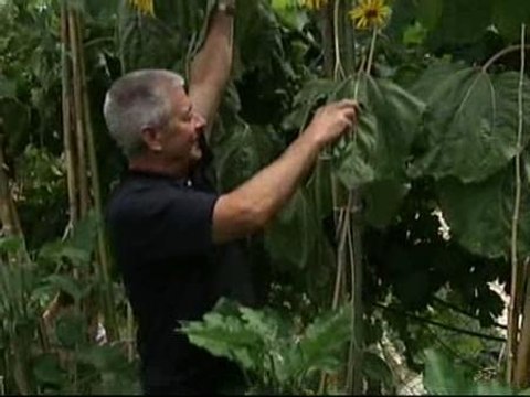 Investigan en Valencia una huerta con girasoles de 4 metros