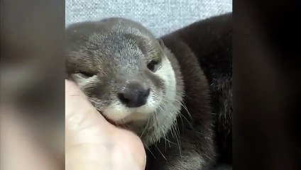 Cette loutre adore les gratouilles !