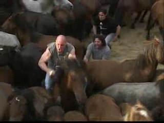 Sabucedo celebra la ancestral &#039;Rapa das bestas&#039;
