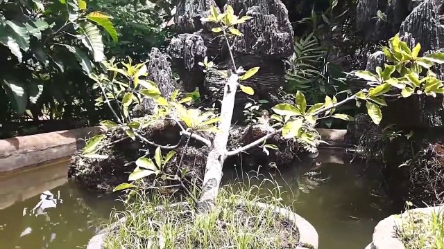 ᴴᴰ Donald Duck & Chip and Dale Cartoons Pluto Dog, Mickey Mouse Clubhouse Full Episodes