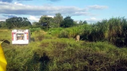 Área de 5 mil metros quadrados é tomada por incêndio