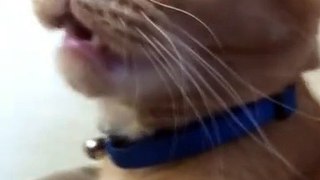 funny cat videos - best funny animals videos