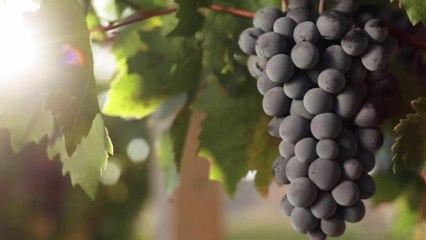 Drinking Just One Bottle of Wine a Week Could Up Your Cancer Risk