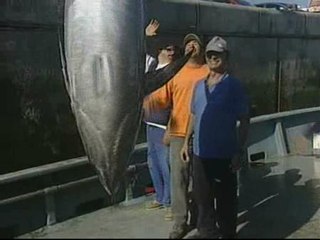 La pesca del atún sufre este año una bajada en las capturas