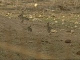 Una plaga de conejos arrasa la Ribera navarra