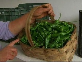Arranca la temporada de los pimientos de Padrón