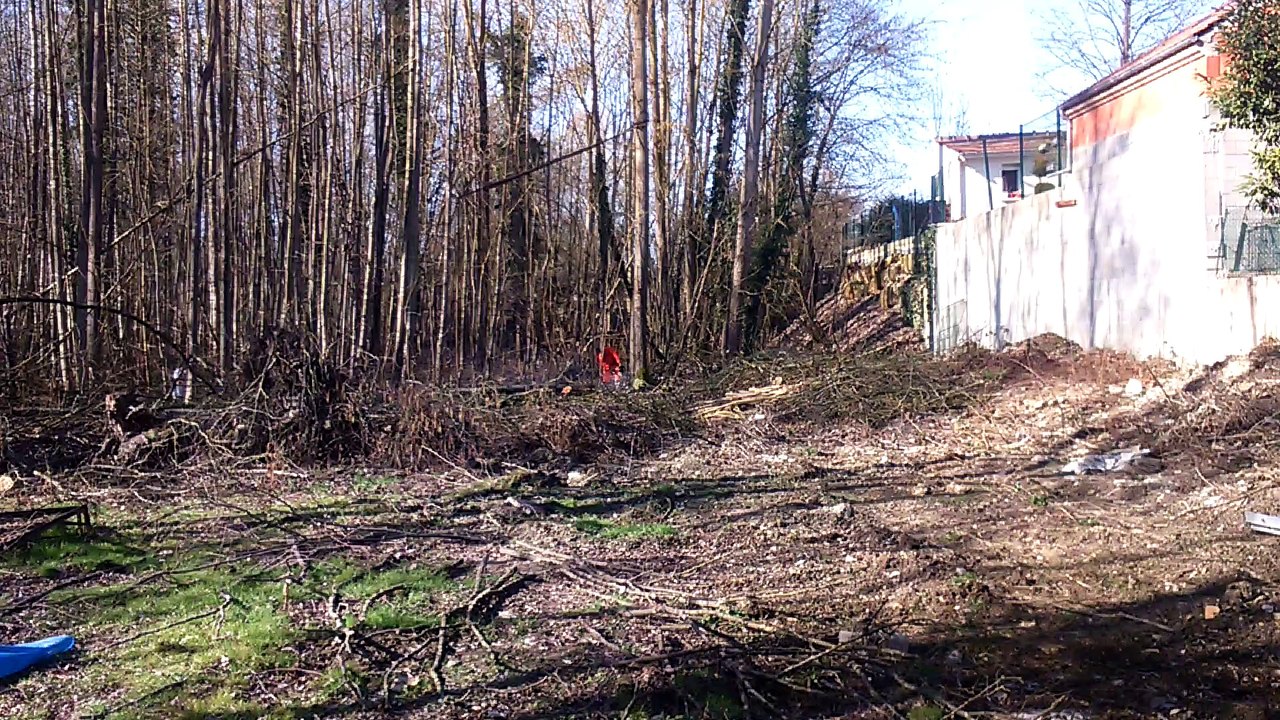 Abattage d'arbres dangereux 1