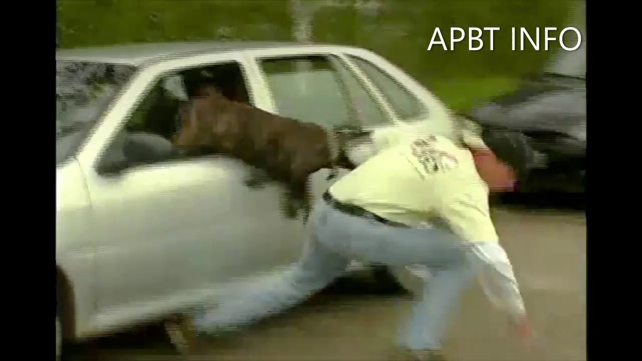 Documental APBT "El Pit Bull"