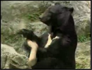 El auténtico oso kung fu