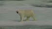 El oso polar, en peligro de extinción