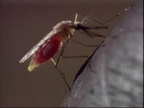 Vacaciones vacunadas