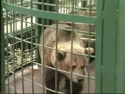 El 'amante' de las dos osas más famosas de Asturias llega para una prueba de fertilidad