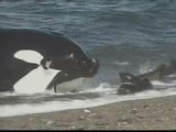 La peculiar técnica de caza de las orcas de la Patagonia