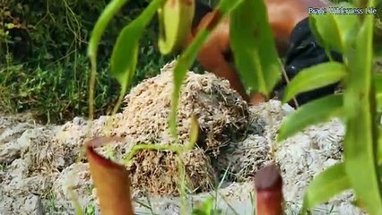 Dig source groundwater to build amazing swimming pool - house under termite mound