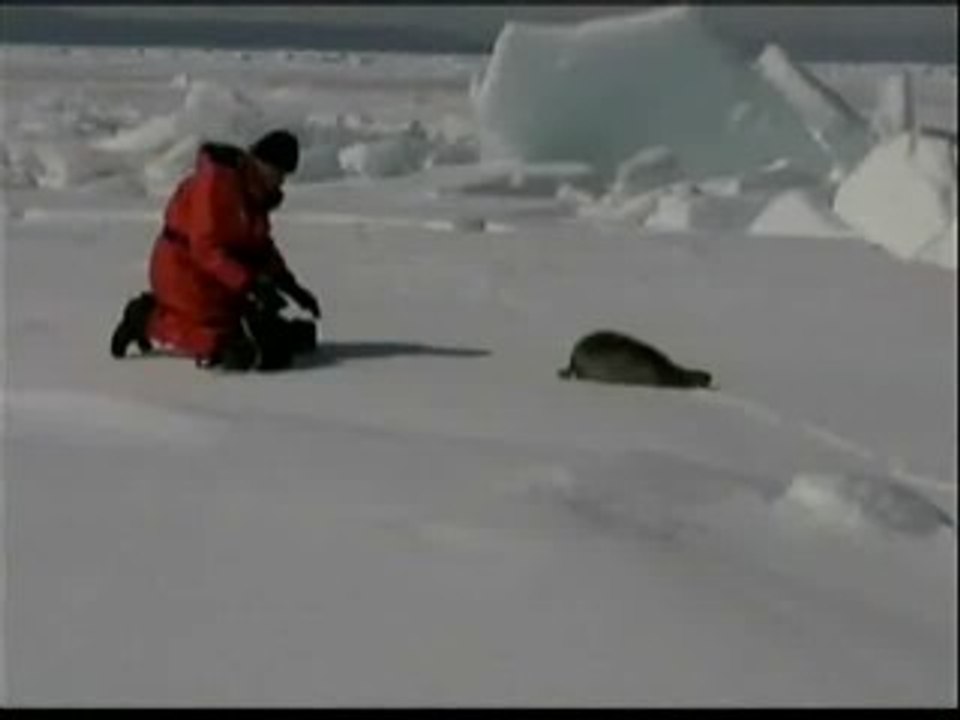 Canadá continúa con su matanza de focas
