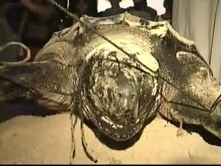 Capturan una inmensa tortuga marina en una playa cerca de Gaza