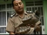 Así era la mandíbula de un dinosaurio rinoceronte