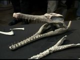 Un antepasado del cocodrilo con más de 62 millones de años