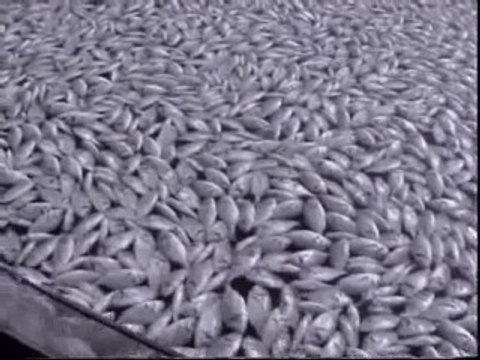 800 toneladas de peces muertos en Grecia