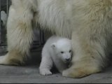 Viena tiene dos nuevas crías de oso polar