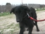 La organización El Refugio recoge a una perra con una bala