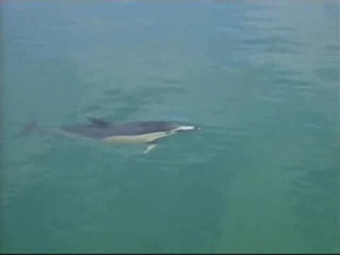 Un delfín en la Ría de Bilbao