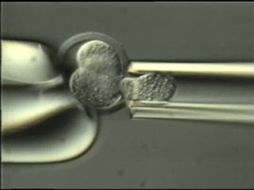 Reino Unido autoriza los embriones híbridos con ADN humano y animal