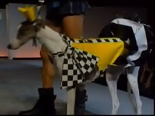 Moda canina en Tokio