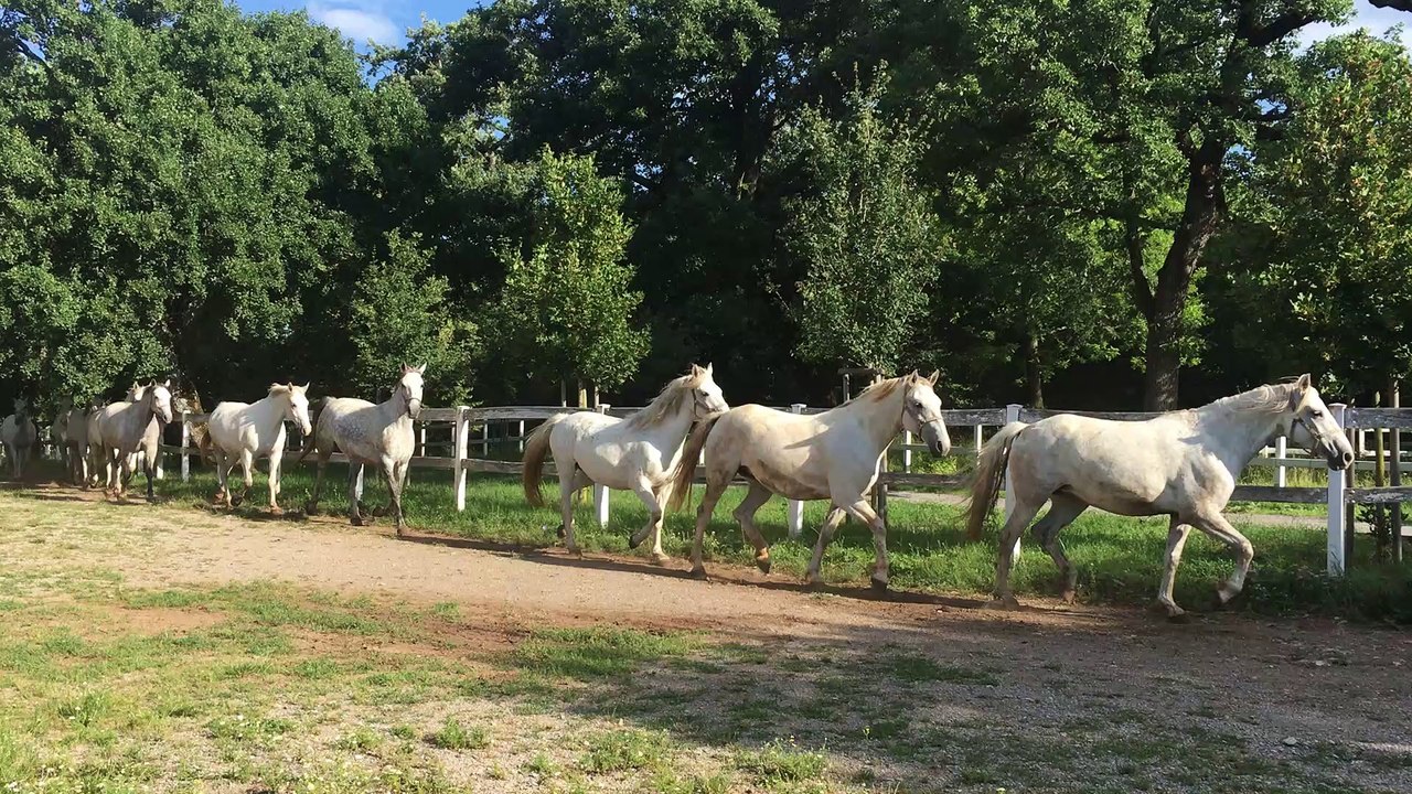 Slovénie : la mise au pré des chevaux lipizzans au haras de Lipica